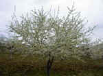Albero in fiore (119 KB)