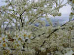 albero in fiore (200 KB)