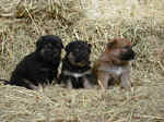 Cuccioli (221 KB)