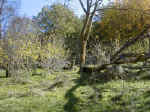 bosco1 (245 KB)