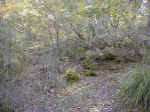 bosco2 (242 KB)