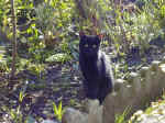 gatto (216 KB)