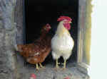 gallo (93 KB)