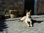 cane (113 KB)